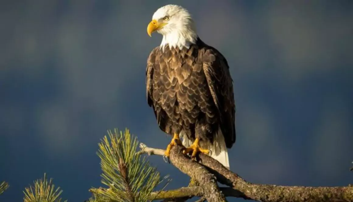 Bird watching virginia radford christiansburg blacksburg