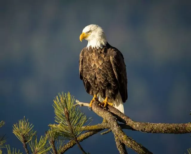 Bird watching virginia radford christiansburg blacksburg
