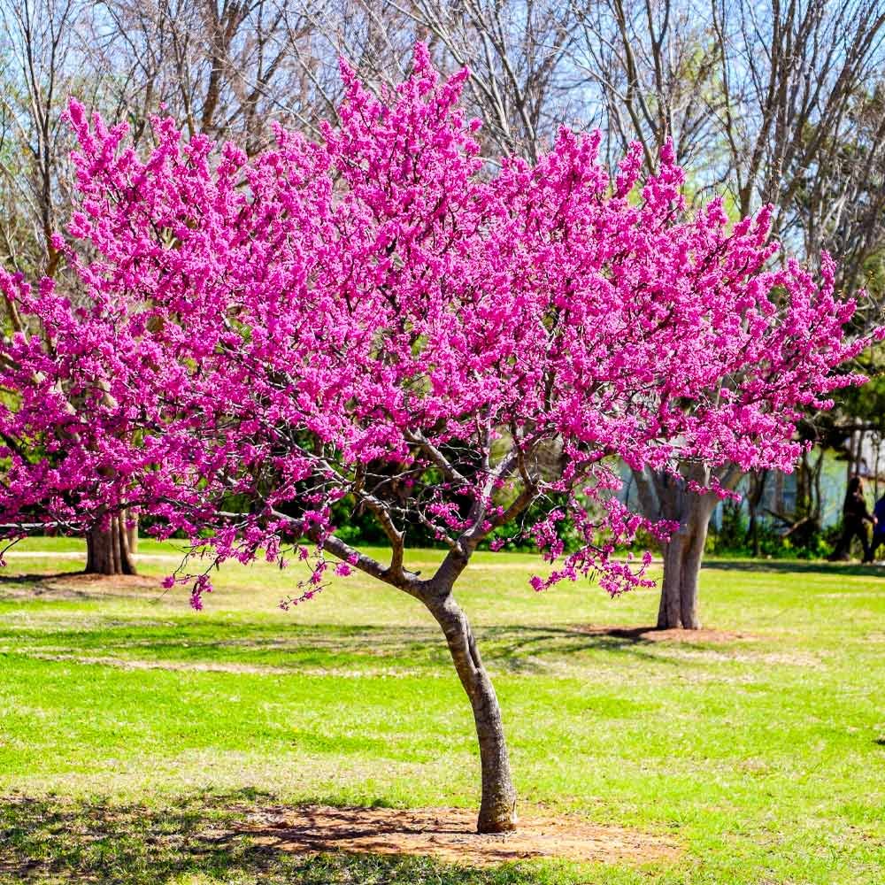 The Redbud Tree Nesselrod on the New